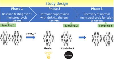 Effects of Estradiol on Immunoglobulin G Glycosylation: Mapping of the Downstream Signaling Mechanism